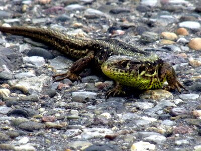 Animal nature lizard photo