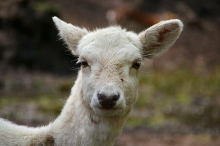 Animal portrait hirsch white