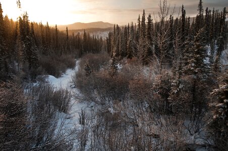 Mornig Denali National Park photo