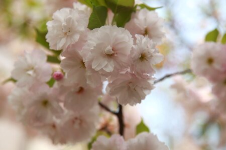 Spring flowers yoshino cherry cherry blossom
