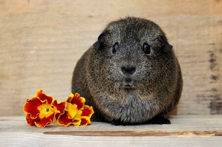 Rodent lemonagouti smooth hair