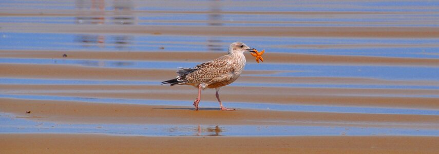 Beach sea animal photo