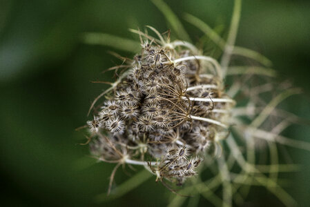 Seeds in a Wildflower Pod