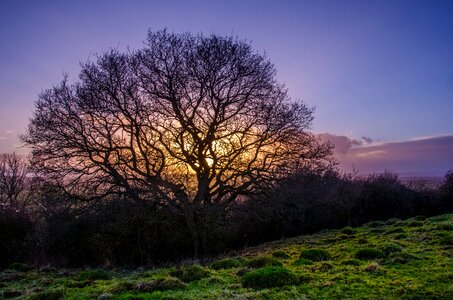 Landscape branch nature
