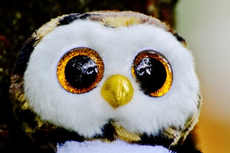 Cute goggle sweet