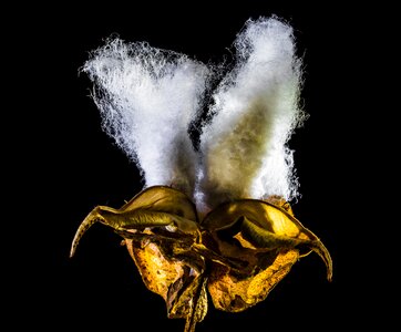 Cotton cotton shrub plant