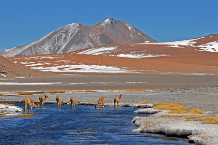 Mountain river alpaca landscape photo