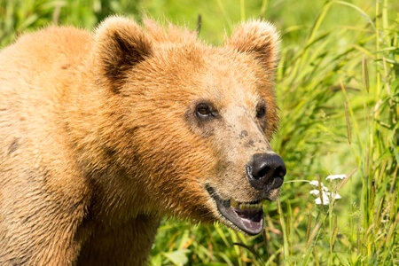 Kodiak bear-1