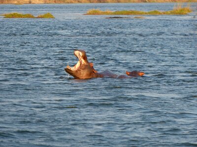 Safari africa animals photo