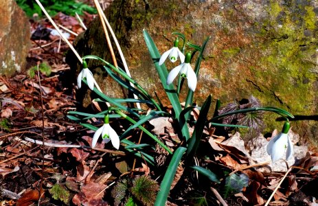 Beautiful Flowers blooming blossom