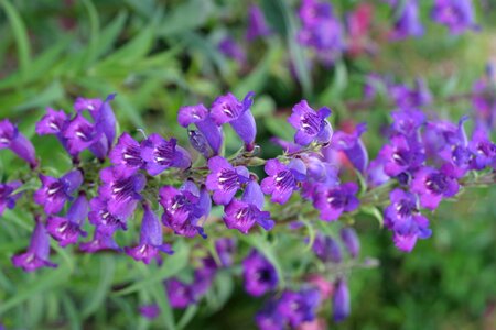 Flowers little purplish