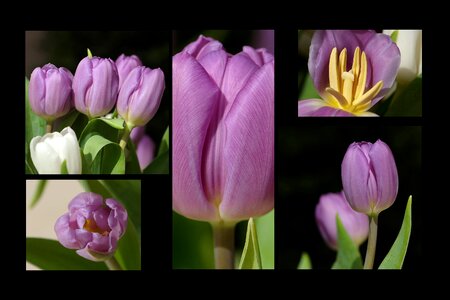 Spring spring flower collage