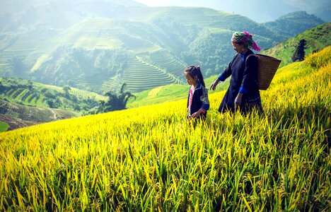 Agriculture Asia beautiful photo