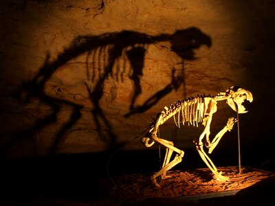 Cave dinosaur skeleton photo