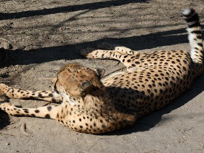 Leopard feline cat photo