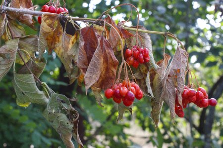 Berries branch diet
