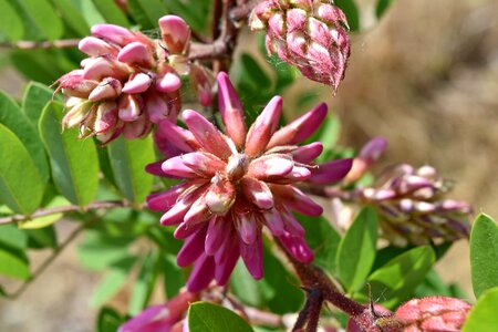Acacia petals pink
