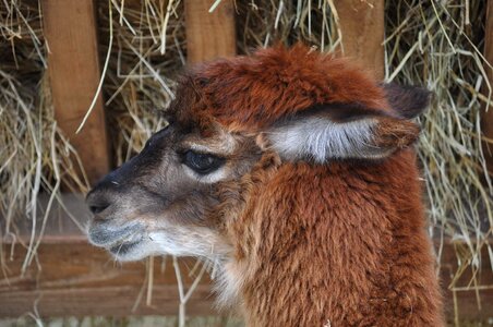 Alpaca brown head photo