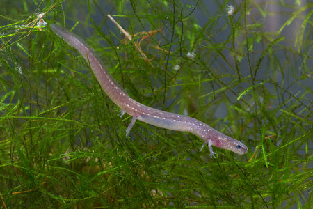 San Marcos Salamander-1
