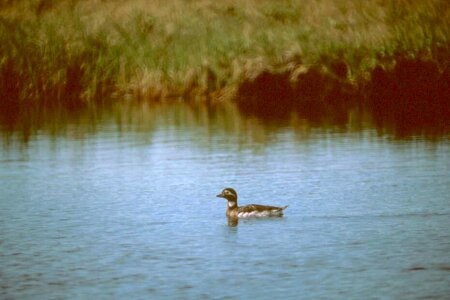 Angel bathe duck