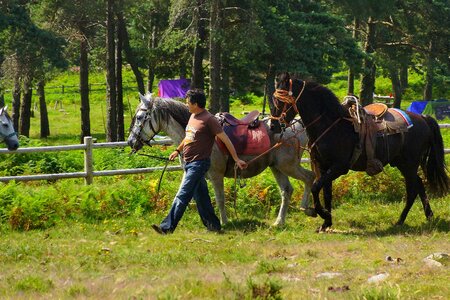 Animal animals cavalry photo