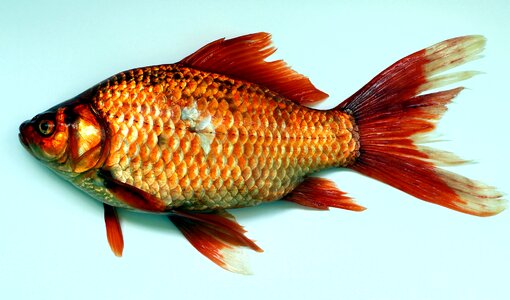 Animal fish goldfish photo