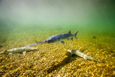 American paddlefish and Pallid sturgeon photo