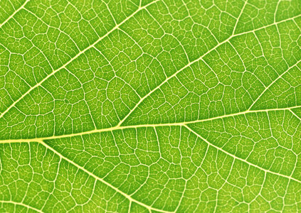 Fresh dreen leaf texture photo