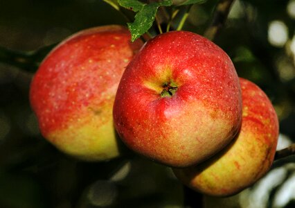Vitamins food fresh