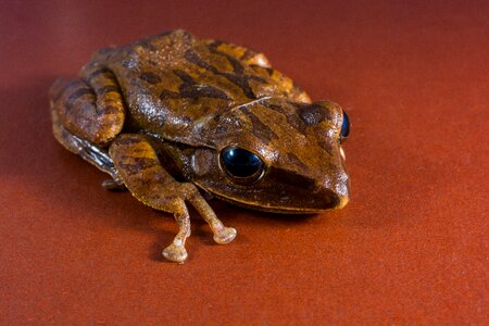 Anuran frog amphibians