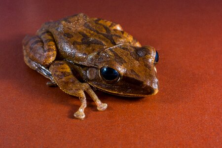 Anuran frog amphibians photo