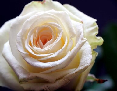 Beautiful Flowers blooming blossom