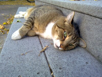 Lying down rest eyes