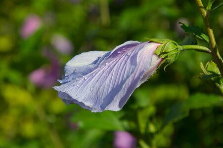 Bloom going up raindrop