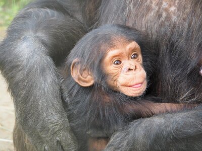 Love animals animal