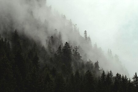 4 Fog forest gray photo