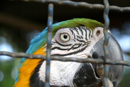 Cage macaw fly photo