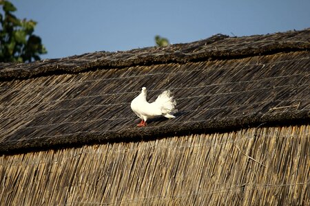 White pigeon village