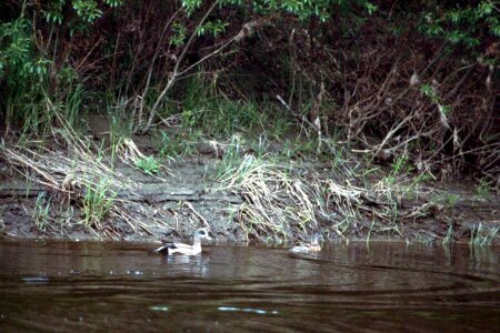 Duck lake 