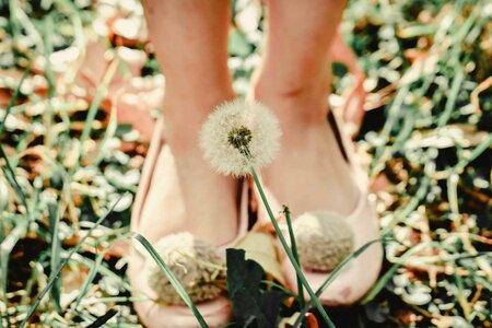 Beautiful beautiful flowers blooming