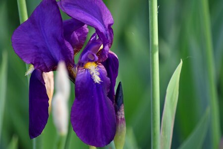 Purple petal spring photo