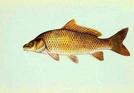 Carp fish photo