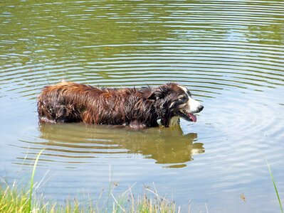 Dog pond lake photo
