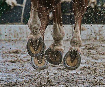Animal sport sporthorse