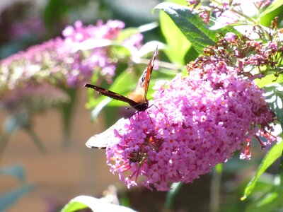 Animal arthropod beautiful flowers