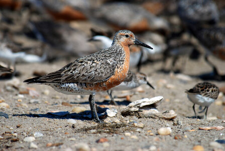 Red Knot-3