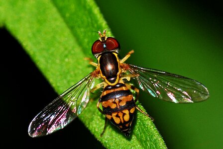 Macro invertebrate fly photo