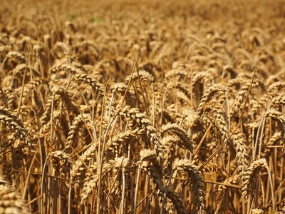 Grain field wheat field photo