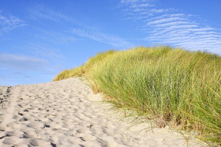 North sea coast dune grass