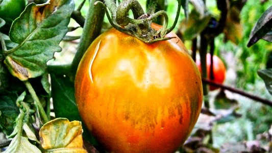 Vegetable nature vegetables